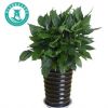 萬年青 花客來盆栽 室內(nèi)客廳大型盆景植物 綠植花卉
