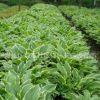 基地批發玉簪苗 宿根花卉 紫花玉簪小苗 庭院觀賞節慶組合玉簪