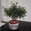 清香木盆栽清香型綠植辦公桌面植物室內清香型四季常青凈化空氣