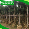 現貨批發 綠化重陽木苗種子 各種規格重陽木苗木