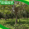基地批發 芳香花卉桂花樹苗盆景盆栽 八月金桂花樹10-18公分