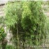 早園竹 早園竹小苗 早園竹子 早園竹工程苗 園林綠化竹子 觀賞竹
