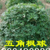 【大量供應(yīng)】五角楓球 風(fēng)樹(shù)球 園區(qū)綠化大楓球樹(shù)苗