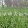 供應(yīng)叢生蒙古櫟、叢生樸樹、叢生五角楓、叢生木槿