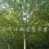 法桐