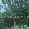 國槐