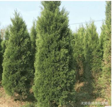 批發(fā)檜柏樹苗 龍柏 蜀檜 道路工程綠化灌木 四季青品種全基地直銷
