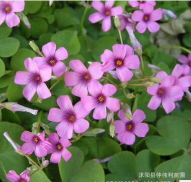 批發(fā)紅花酢漿草紫葉炸醬草三葉草種子 宿根花卉 地被濕地植物草籽