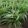 北京基地吊蘭批發 金心吊蘭 金邊吊蘭 裝修除甲醛植物 桌面綠植