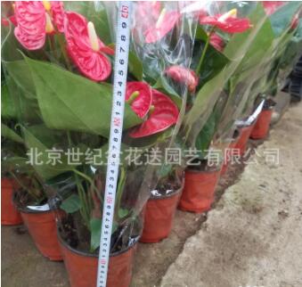 紅掌 盆栽花卉室內(nèi)桌面植物 盆花