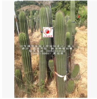 茶柱，經典的造景品種，專業(yè)的沙生植物景觀工程規(guī)劃設計