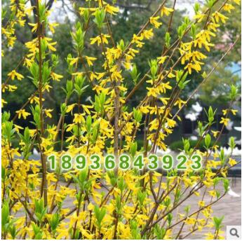 批發(fā)優(yōu)質(zhì)綠化苗 連翹小苗 又名黃老虎 庭院觀花植物 連翹苗
