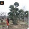 苗圃基地培育小葉女貞造型樹大量批發園林綠化工程用造型小葉女貞