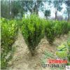園林工程綠化苗木批發 小葉黃楊種類齊全 規格齊全 量大價優