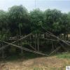 地批發園林豐茂種植園大量供應扁桃樹 四季常綠行道樹市政苗木