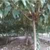 基地出售紫葉碧桃苗 庭院植物紅葉碧桃規格齊全大量供應