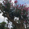 福建紫薇盆景基地直銷(xiāo) 紫薇樹(shù)樁 嫁接紫薇 造型紫薇出售 造型系