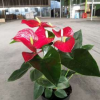 批發室內觀花植物紅掌火鶴花 安祖花 花燭 大小盆栽 凈化空氣150#