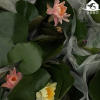 水生草本植物室內外花卉盆栽 四季易播水養植物睡蓮小盆栽 批發
