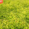 【恒之碩苗木場】供應(yīng)金山繡線菊 金焰繡線菊2年生