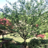 櫻花樹 重瓣紅色櫻花樹苗優(yōu)質(zhì) 成活率高可供觀賞 基地現(xiàn)貨批發(fā)