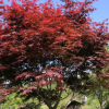 紅楓 彩色觀葉植物 精品紅楓樹喬木 嫁接紅楓苗 基地批發(fā)直銷