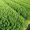 色塊小苗 杯苗色塊造型灌木 護(hù)坡綠化景觀帶布置 規(guī)格多枝型好