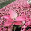 觀賞植物粗肋草花卉盆栽 廣東萬年紅吉祥如意粗肋草盆栽 直銷批發
