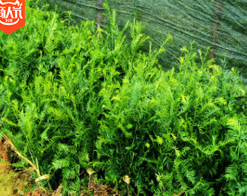基地直銷中國南方紅豆杉樹苗 專業(yè)培育根系發(fā)達成活率高量大從優(yōu)