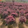 基地苗木批發(fā) 紅花繼木球 紅繼木精品球 60cm冠幅紅繼木