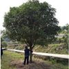 基地批發(fā) 四季桂花苗木 金桂樹苗 叢生桂花 八月桂花樹
