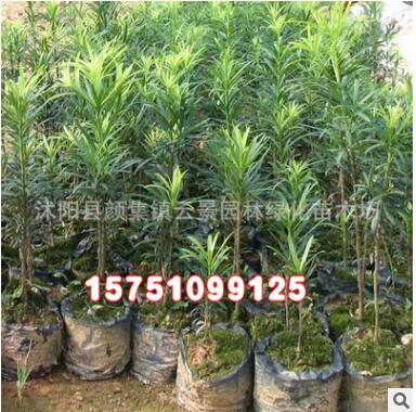 優(yōu)質(zhì)工程綠化小苗批發(fā) 羅漢松樹苗 綠化苗木 護(hù)坡綠化 羅漢松小苗