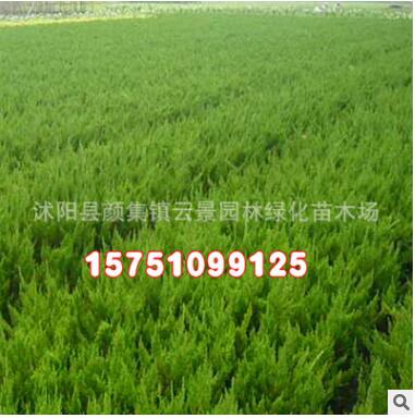 批發(fā)綠化苗木 龍柏球 龍柏樹苗 規(guī)格齊全 造型樹 優(yōu)質(zhì)龍柏小苗