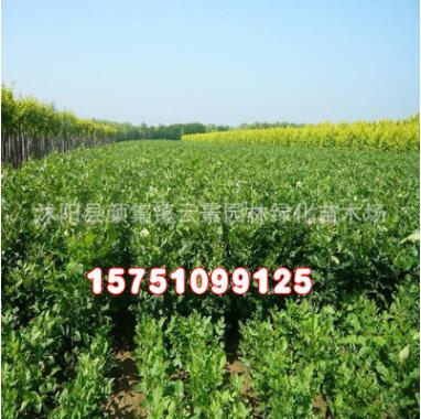 苗木基地批發(fā)供應(yīng)白蠟苗 綠化工程苗木 白蠟樹苗