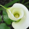 批發馬蹄蓮種球 馬蹄蓮種球花卉盆栽植物顏色齊全當年開花馬蹄蓮