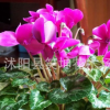 盆栽 仙客來花卉 室內盆栽綠植 優質花卉 觀花植物 量大優惠