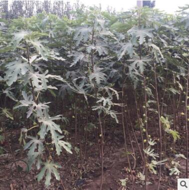 山東布蘭瑞克無花果苗 長期種植出售 哪里可以買到無花果苗