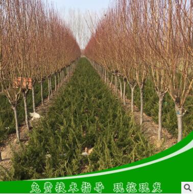 碧桃樹苗 龍柱碧桃樹苗樹形優美濕地綠化用防護樹高品質龍柱碧桃