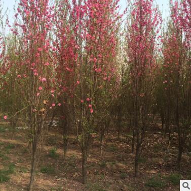 3公分龍柱碧桃樹苗地徑-1-10公分濕地綠化用防護樹高品質龍柱碧桃