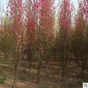 3公分龍柱碧桃樹苗地徑-1-10公分濕地綠化用防護(hù)樹高品質(zhì)龍柱碧桃