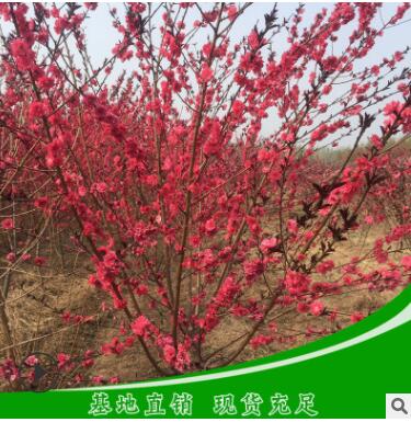 紅葉碧桃樹苗成品苗 5公分綠化用行道樹紅葉碧桃規格多品種