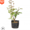 新藝園林批發 優質玫瑰花大杯 月季小杯 四季觀賞 豐花 品種月季