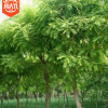 國槐樹苗 速生綠化工程國槐苗 規格全 國槐樹園林造景樹