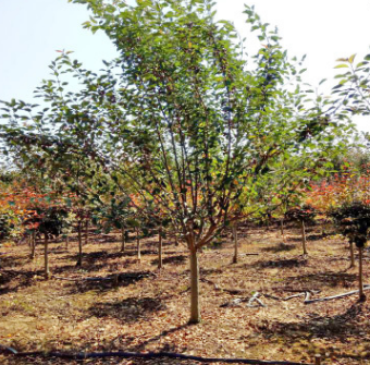 西府海棠 基地直銷 各種規(guī)格 紅寶石海棠 垂絲海棠 品種齊全