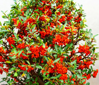 基地批發(fā)火棘小苗 火棘綠化苗 火棘苗 滿樹紅果小苗 綠化觀賞植物