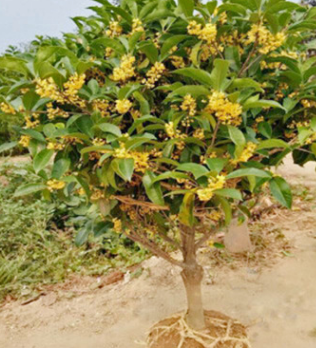 基地供應(yīng)桂花樹 金桂樹丹桂四季桂花 八月桂花 綠化工程耐寒桂花