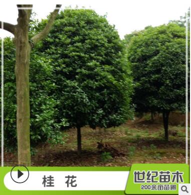 批發(fā)桂花樹苗 常綠喬木桂花樹 丹桂 桂花苗批發(fā)