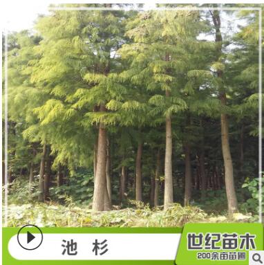 池杉水杉苗批發(fā) 工程綠化苗木 池杉樹苗 直銷行道樹 池杉