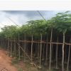鳳凰木園林5公分鳳凰木多種規格綠化工程苗木批發名貴風景樹種類