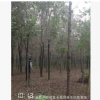藍天景觀苗木基地長期出售原生白蠟 大白蠟 品種優良 歡迎訂購
